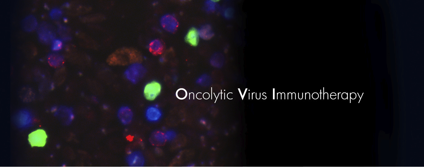 Oncolytic virus therapy