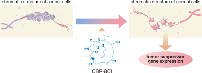 OBP-801